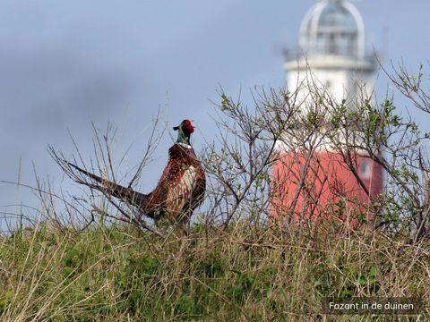 Villapark Residentie Texel - Texel - Afbeelding N°33