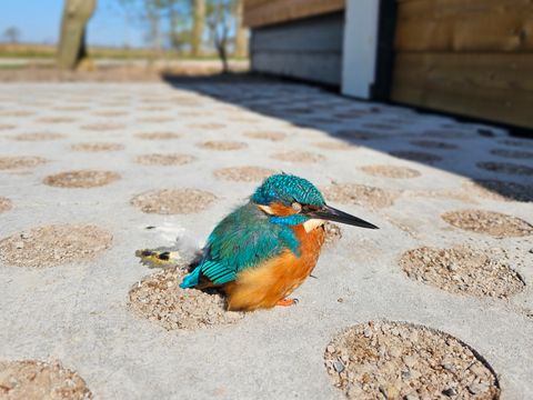 Vakantiepark Ljeppershiem - Noardeast-fryslân - Afbeelding N°13