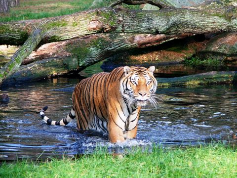 Serengeti Park - Nedersaksen - Afbeelding N°11