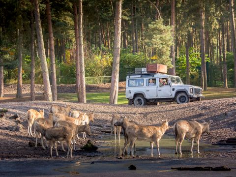 Serengeti Park - Nedersaksen - Afbeelding N°8