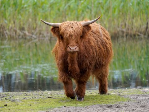 Serengeti Park - Nedersaksen - Afbeelding N°12