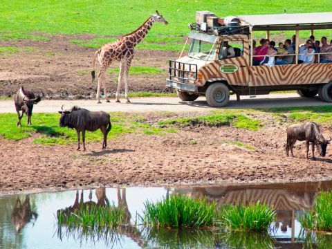 Serengeti Park - Nedersaksen - Afbeelding N°9