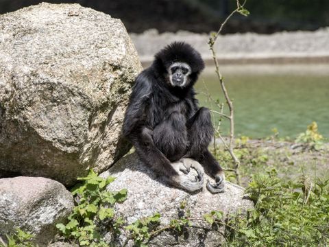 Serengeti Park - Nedersaksen - Afbeelding N°15