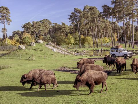Serengeti Park - Nedersaksen - Afbeelding N°13