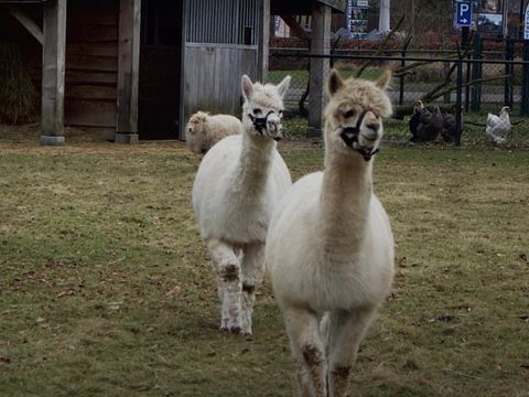 De Leughte Resort Renswoude - Renswoude - Afbeelding N°3