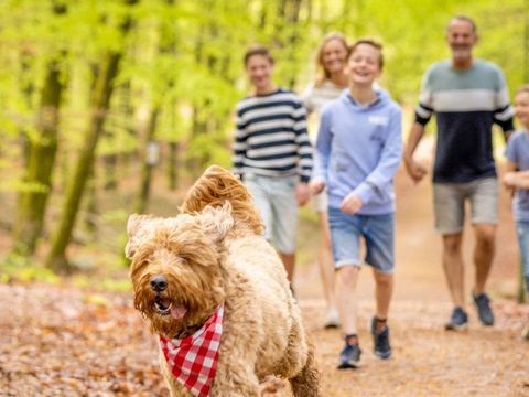 Ardennen Camping Bertrix - Belgisch-Luxemburg - Afbeelding N°3