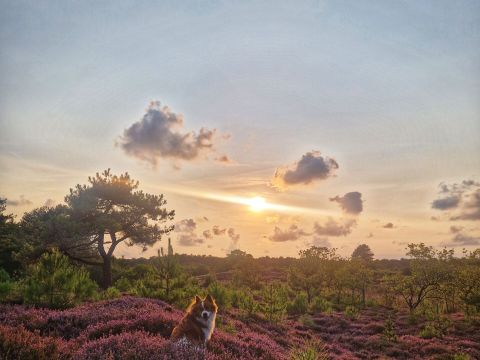 WestCord Aparthotel Boschrijck - Terschelling - Afbeelding N°3