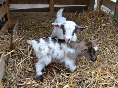 Camping Armor Loisirs - Côtes-d'Armor