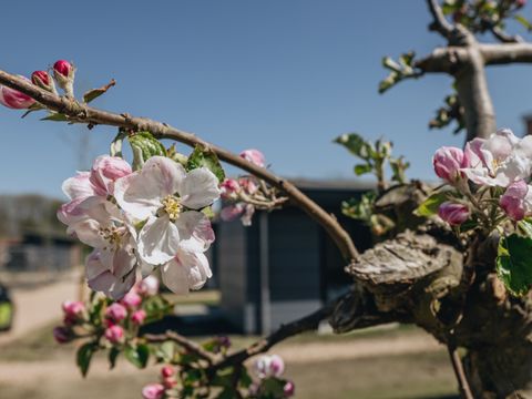 Roompot Park Wijdenes - Drechterland - Afbeelding N°5
