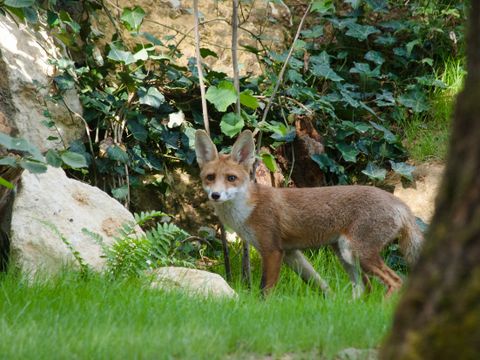 Center Parcs Le Bois aux Daims - Vienne - Afbeelding N°15