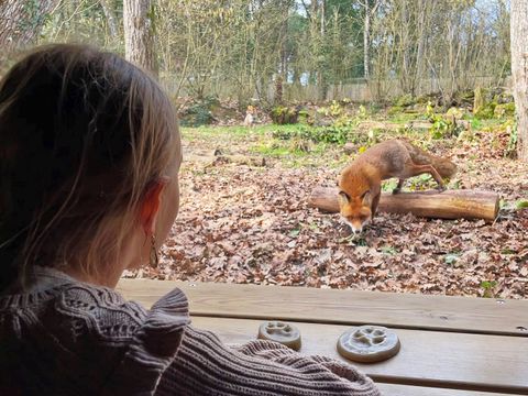 Center Parcs Le Bois aux Daims - Vienne - Afbeelding N°43