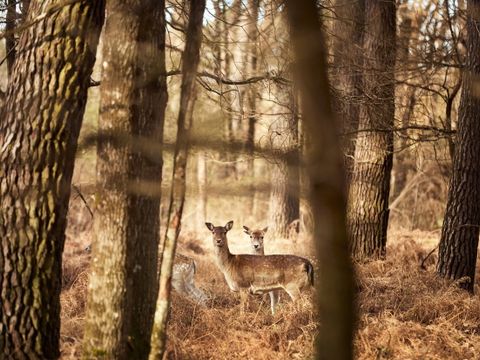 Center Parcs Le Bois aux Daims - Vienne - Afbeelding N°58
