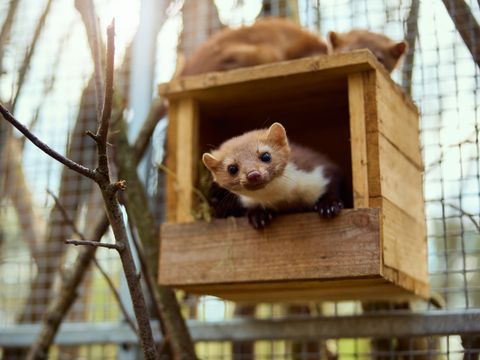 Center Parcs Le Bois aux Daims - Vienne