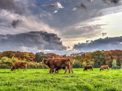 Vakantiepark Mölke - Wierden - Afbeelding N°35