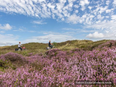 Vakantiepark De Krim Texel - Texel - Afbeelding N°33