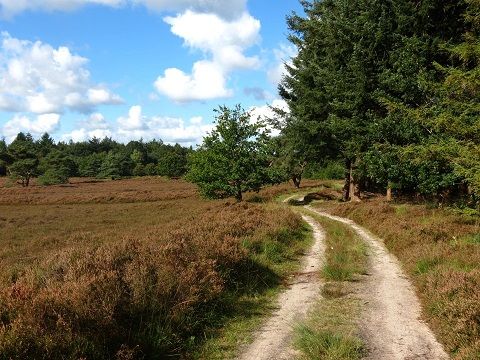 Bungalowpark Het Bosmeer - Weststellingwerf - Afbeelding N°21