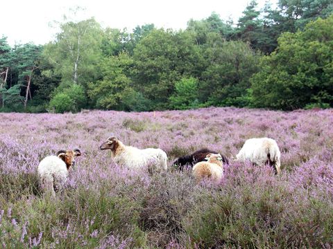 Molecaten Park Landgoed Ginkelduin - Utrechtse Heuvelrug - Afbeelding N°31