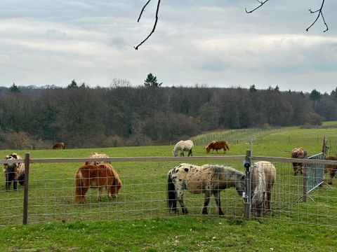 Bungalowpark Landsrade - Gulpen-Wittem - Afbeelding N°30