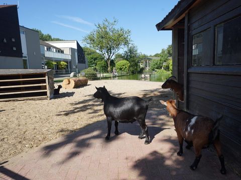 EuroParcs Molengroet - Langedijk