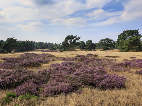Recreatiepark De Boshoek - Barneveld - Afbeelding N°33