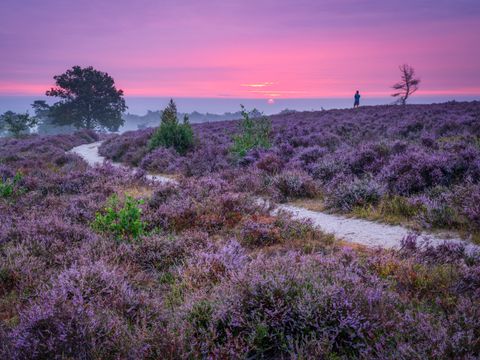 Vakantiepark Hölte - Rijssen-Holten - Afbeelding N°16
