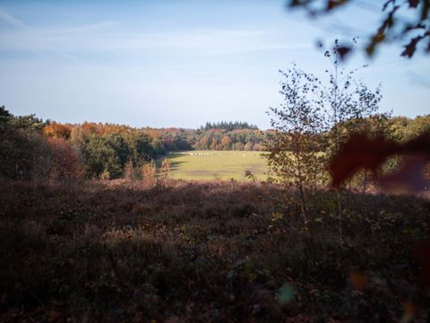 TopParken Landgoed de Scheleberg - Ede - Afbeelding N°30