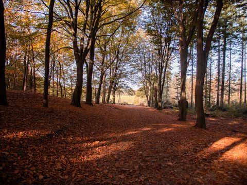 TopParken Landgoed de Scheleberg - Ede - Afbeelding N°32