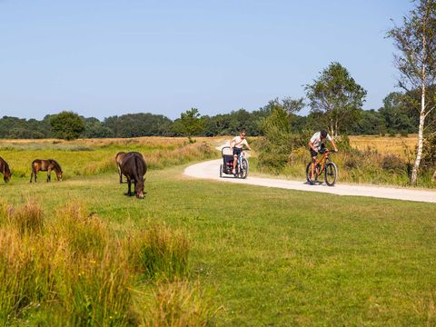 Molecaten Park Wijde Blick - Renesse