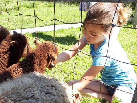 Molecaten Park Wijde Blick - Renesse - Afbeelding N°2