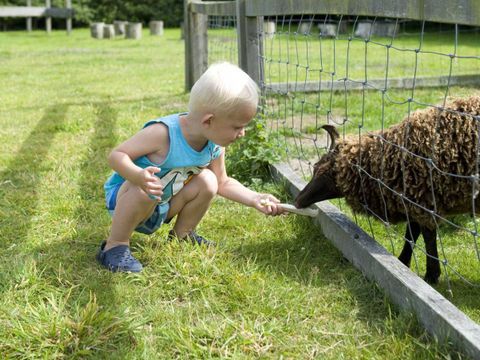Molecaten Park Wijde Blick - Renesse - Afbeelding N°4