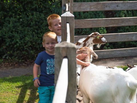 Molecaten Park 't Hout - Opsterland - Afbeelding N°18