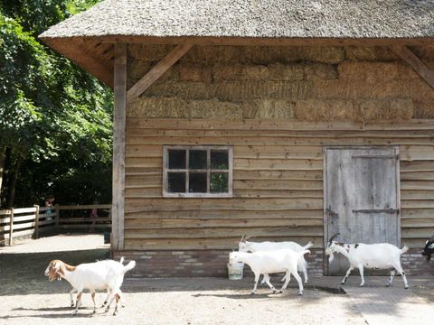 Molecaten Park 't Hout - Opsterland - Afbeelding N°21