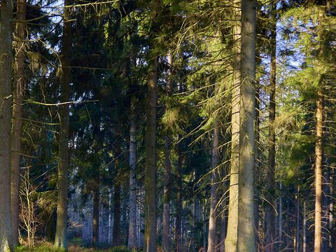 Center Parcs Les Ardennes - Belgisch-Luxemburg - Afbeelding N°19