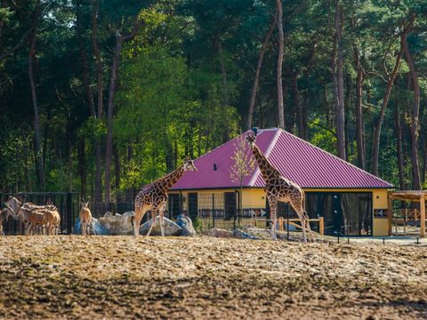 Safari Resort Beekse Bergen - Hilvarenbeek - Afbeelding N°0