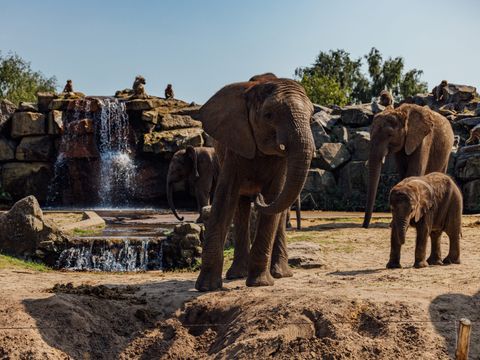 Safari Resort Beekse Bergen - Hilvarenbeek - Afbeelding N°3