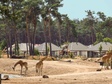 Safari Resort Beekse Bergen - Hilvarenbeek - Afbeelding N°5