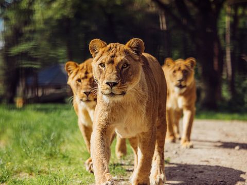 Safari Resort Beekse Bergen - Hilvarenbeek - Afbeelding N°2