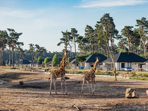 Safari Resort Beekse Bergen - Hilvarenbeek - Afbeelding N°4