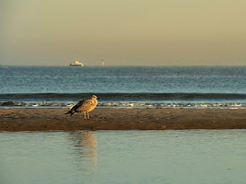 Verblijfpark Beachside - West-Vlaanderen - Afbeelding N°37