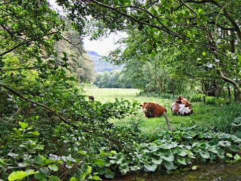 Sonnenhof Willingen - Hessen - Afbeelding N°2