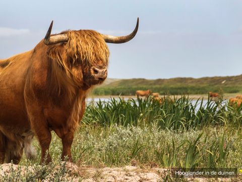 Villapark de Koog - Texel - Afbeelding N°15