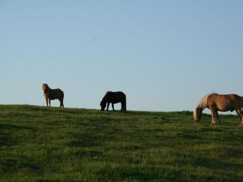 Ferienhof Brockzetel - Nedersaksen - Afbeelding N°2