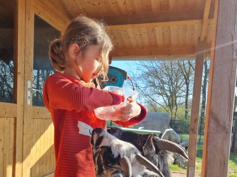 Ferienhof Brockzetel - Nedersaksen - Afbeelding N°4