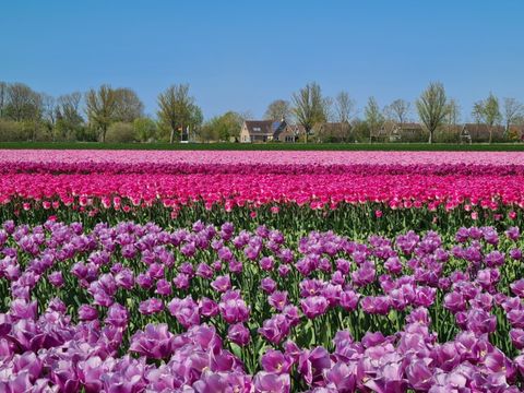 Recreatiepark De Wielen - Schagen - Afbeelding N°22