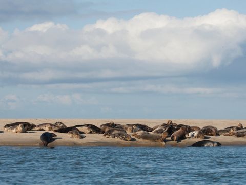 Landal Kaap West - Terschelling - Afbeelding N°0