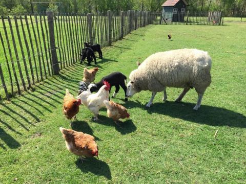 Vodatent Camping de Peelweide  - Venlo - Afbeelding N°3