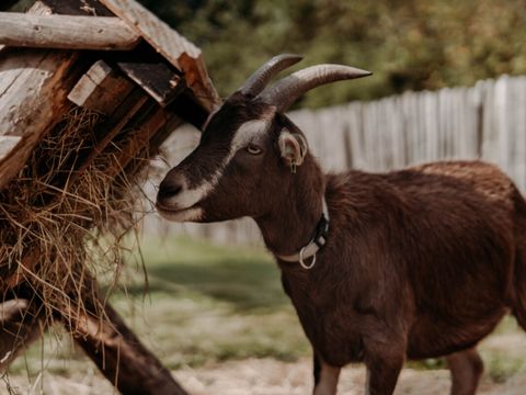 Vodatent Camping de Tulpenweide - Hollands Kroon - Afbeelding N°5