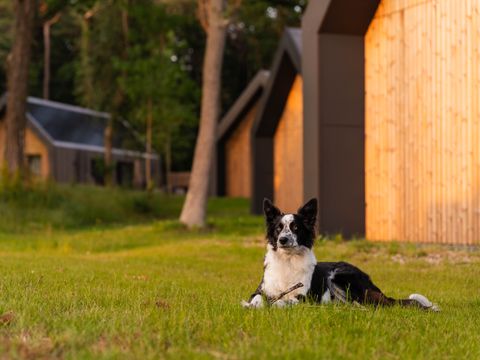 Roodewoud - Aa en Hunze - Afbeelding N°2