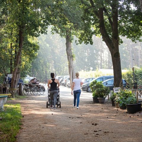 Camping Zavelbos - Camping Belgisch Limburg - Afbeelding N°4