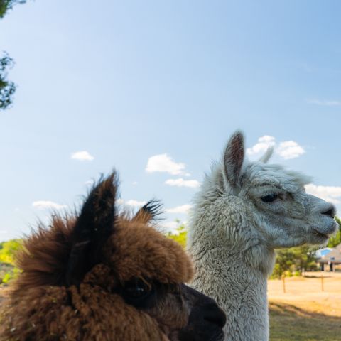 Accommodatie 2 personen - Trekkershut